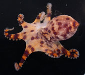Blue-Ringed Octopus