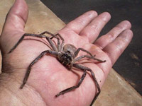 Huntsman Spider