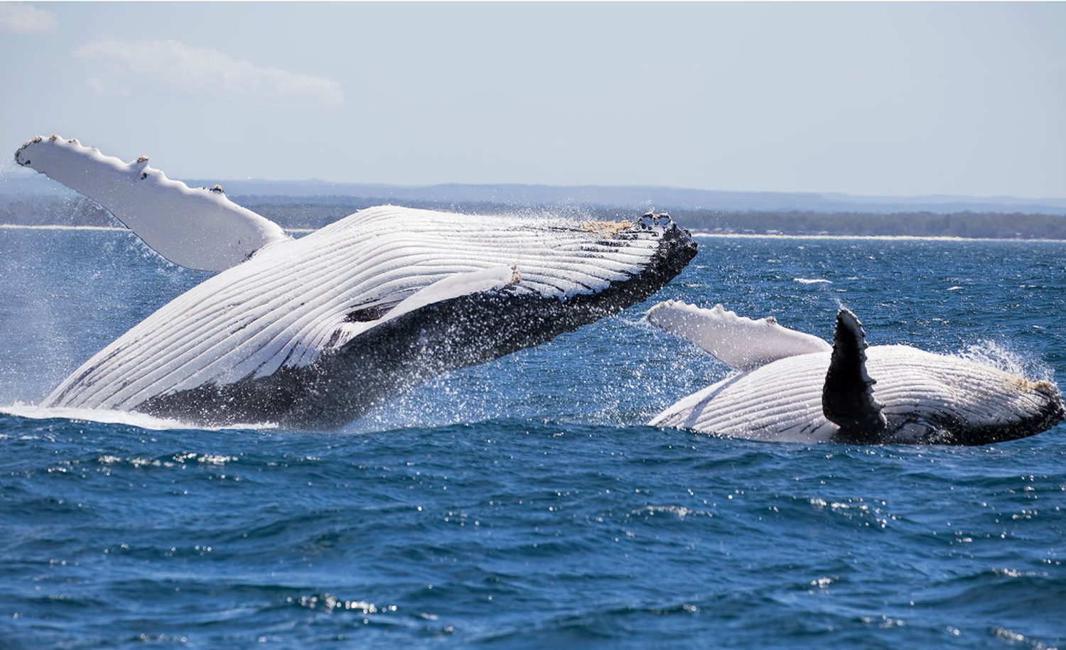 Jervis Bay Hyams Beach whitest sand whales NSW