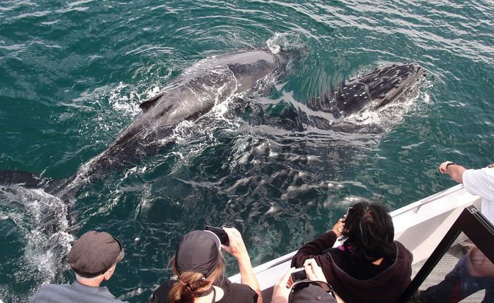 Jervis Bay coastline on a whale watching day tour from Sydney