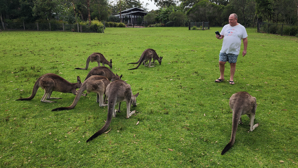 Feeding kangaroos on green grass at Symbio Wildlife Park